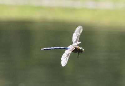 Liebelle im flug